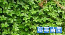 藤蔓苗圃