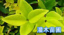 灌木苗圃